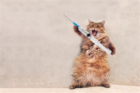 kedi hamileyken aşı yapılır mı